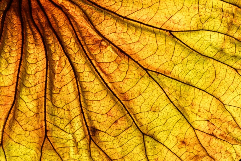Yellow leaf