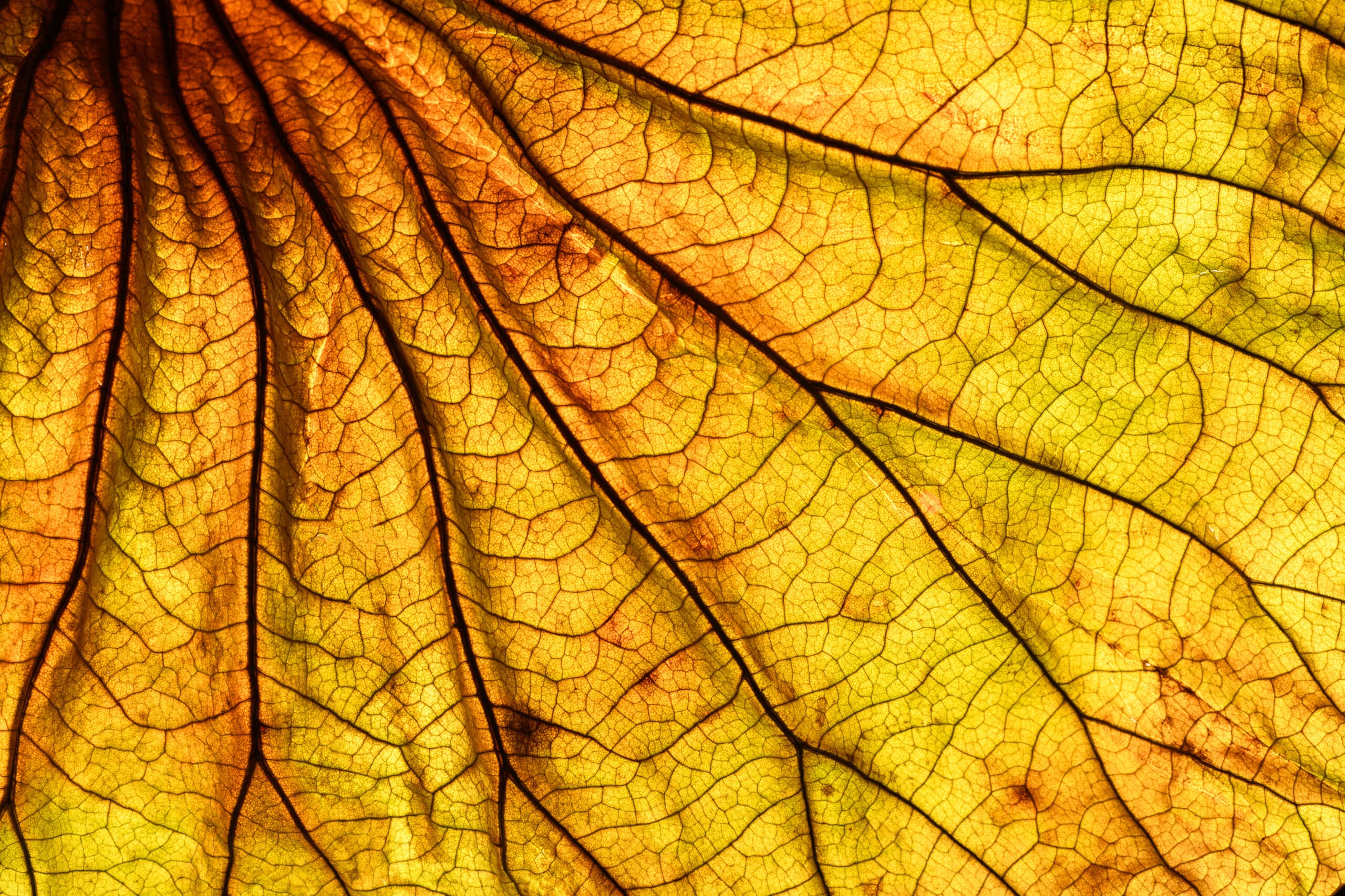 Yellow leaf scaled
