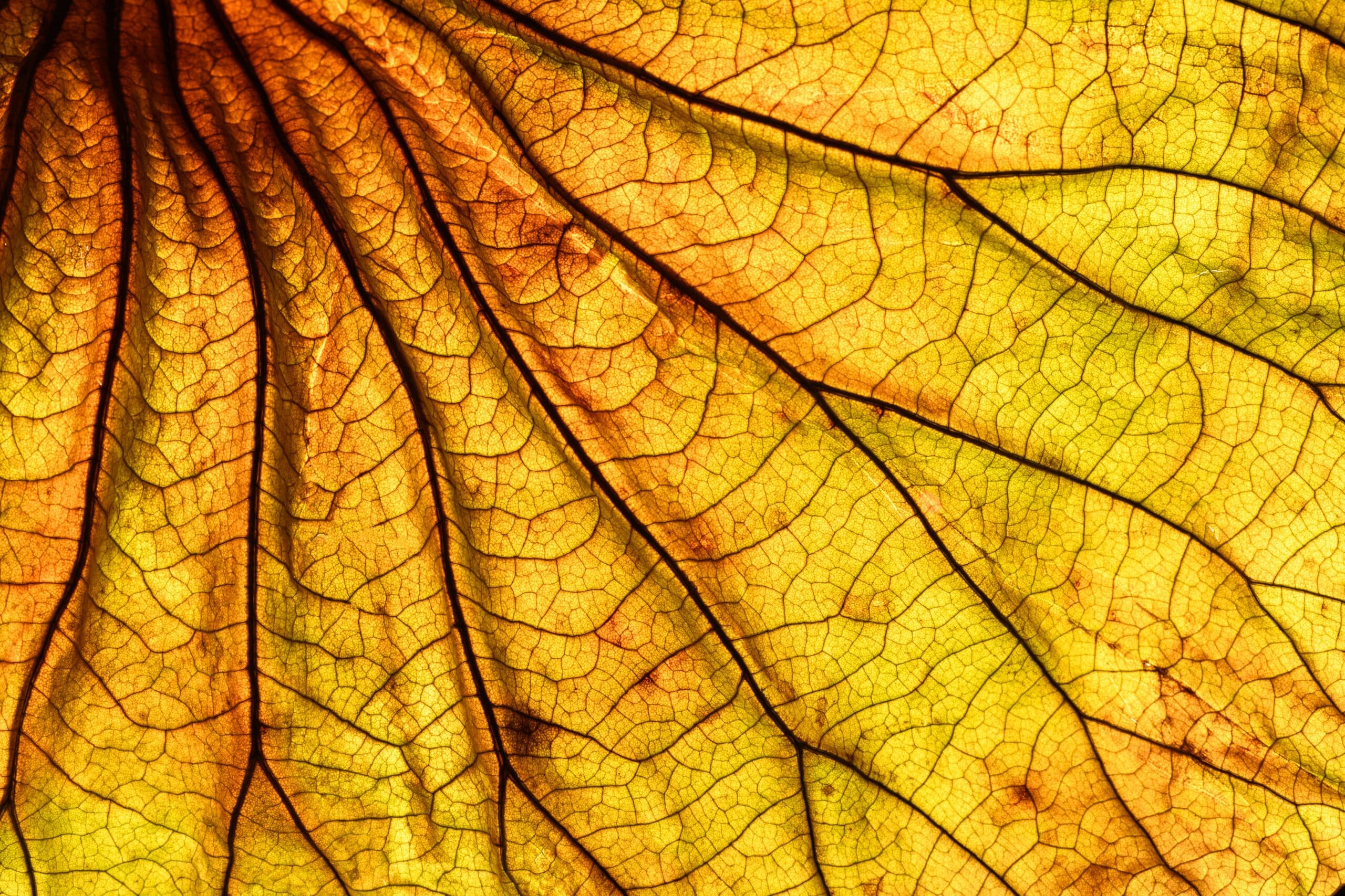 Yellow leaf lower res scaled